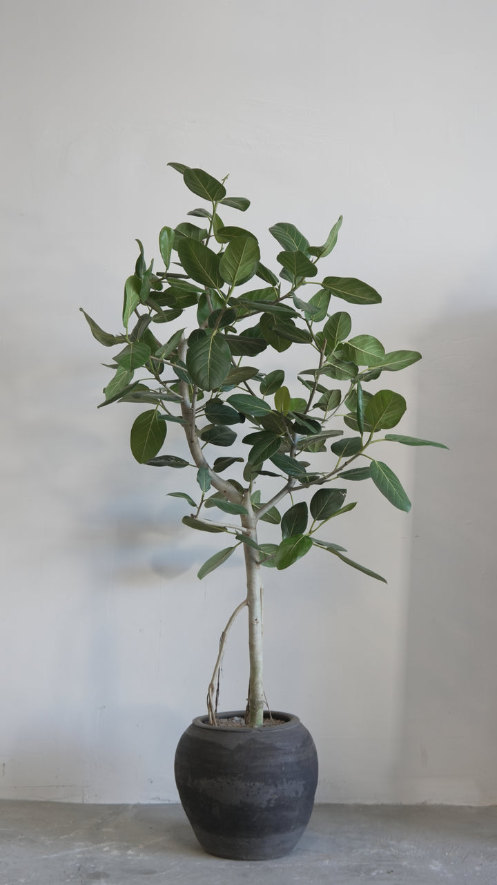 Custom Audrey Ficus / Chinese Water Pot - Trouvaille Imports