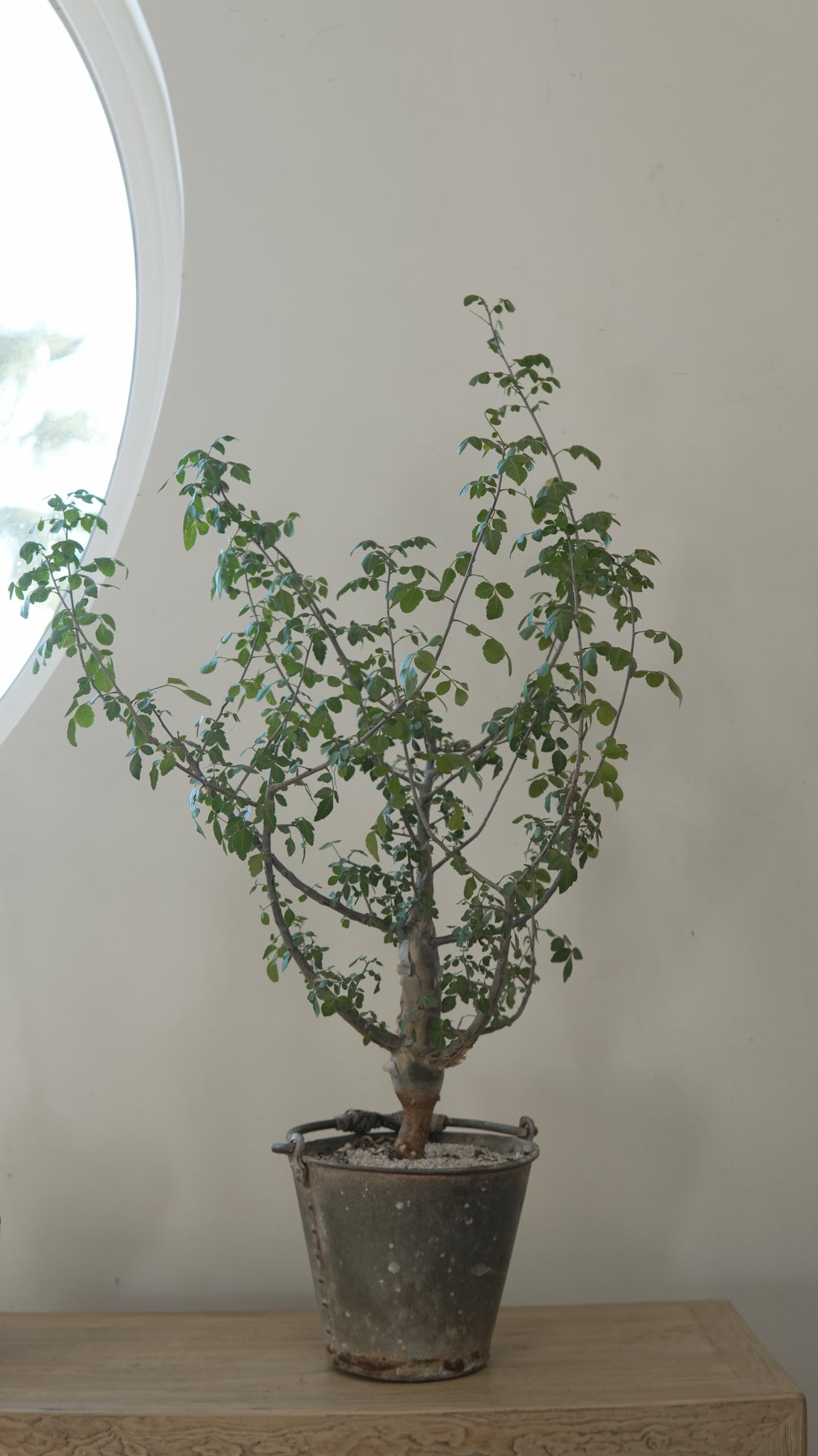 Small Plant Design - Trouvaille Imports