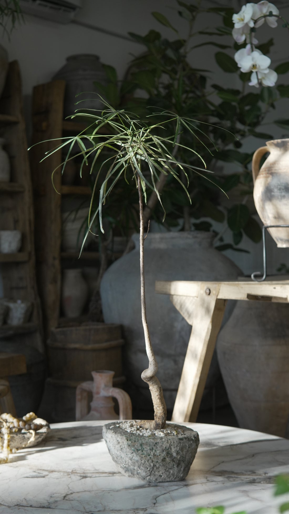 Small Plant Design - Trouvaille Imports