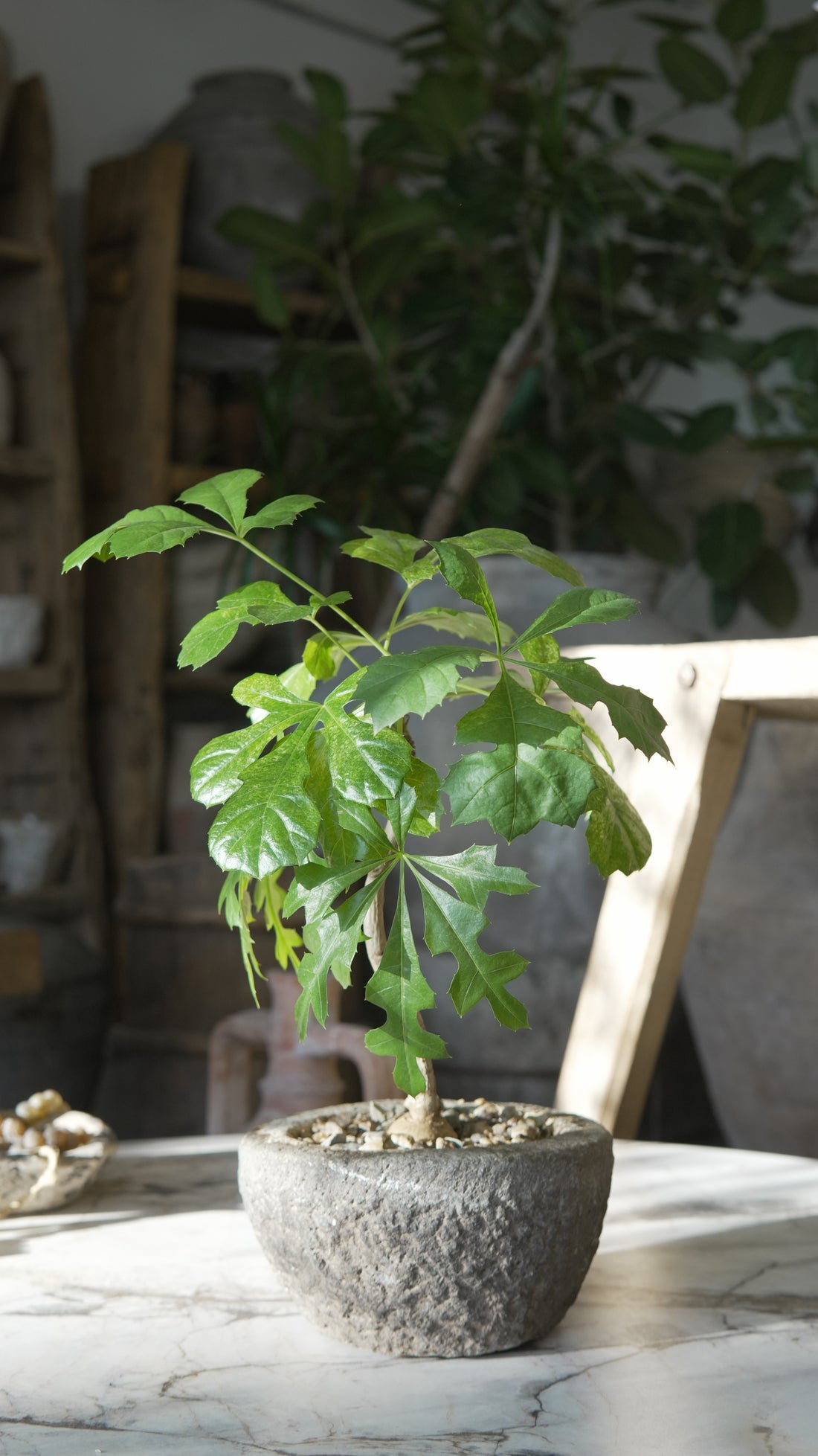 Small Plant Design - Trouvaille Imports