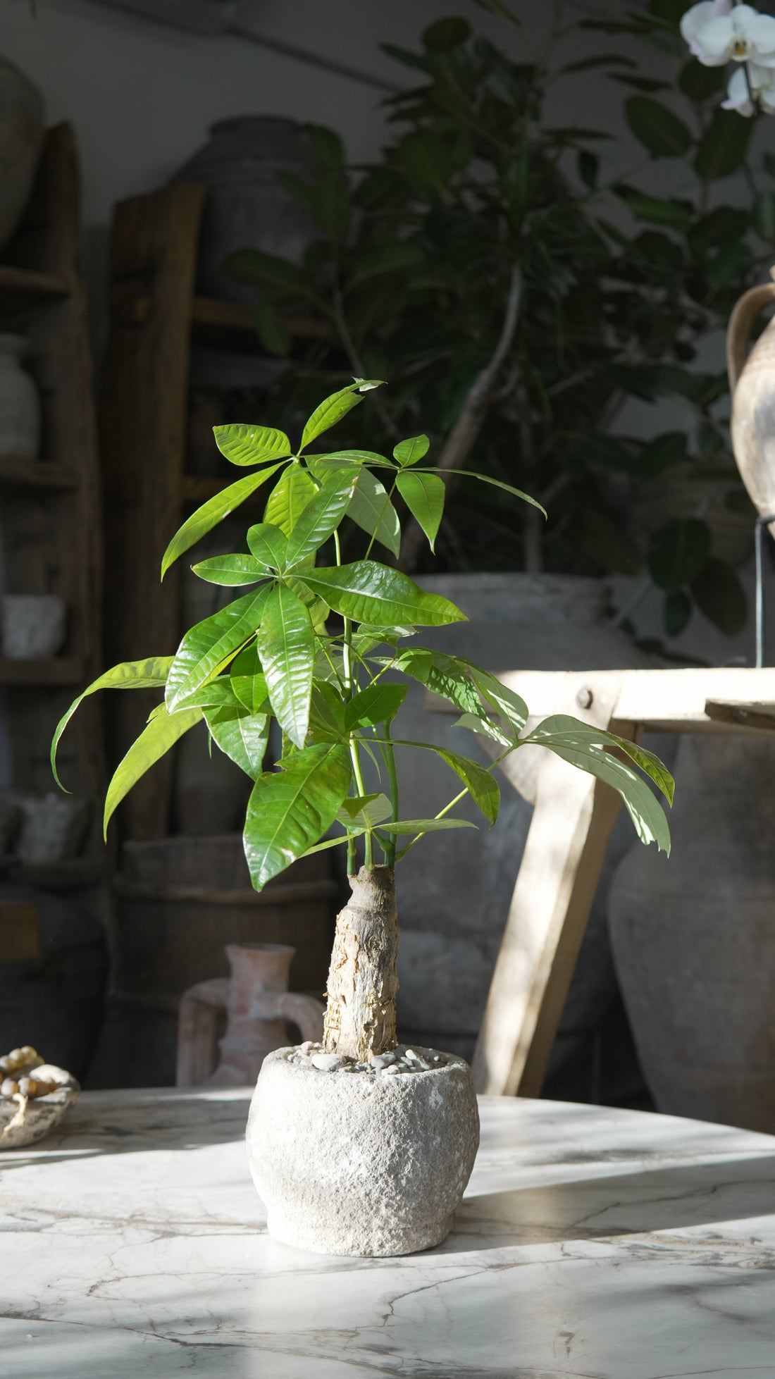 Small Money Tree