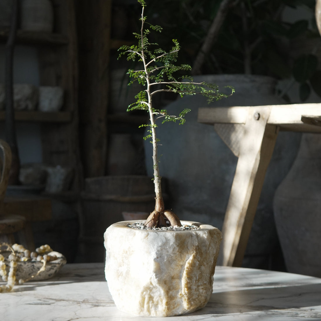 Small Plant Design - Trouvaille Imports