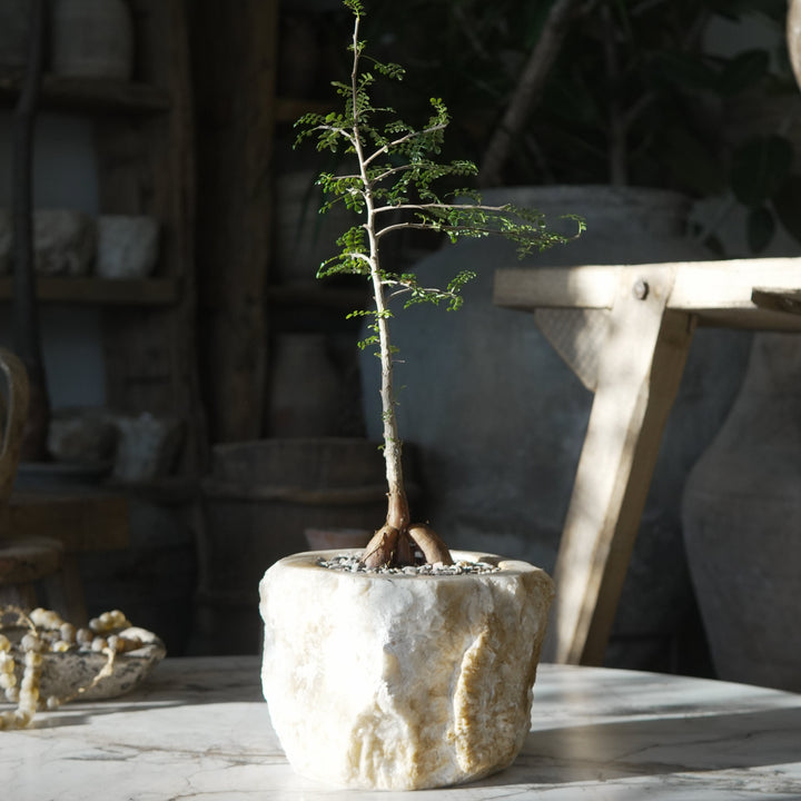 Small Plant Design - Trouvaille Imports