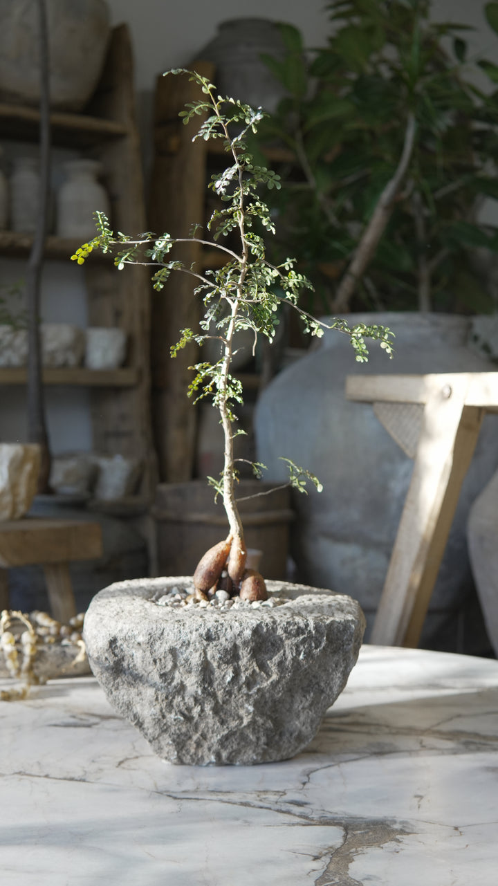 Small Plant Design - Trouvaille Imports