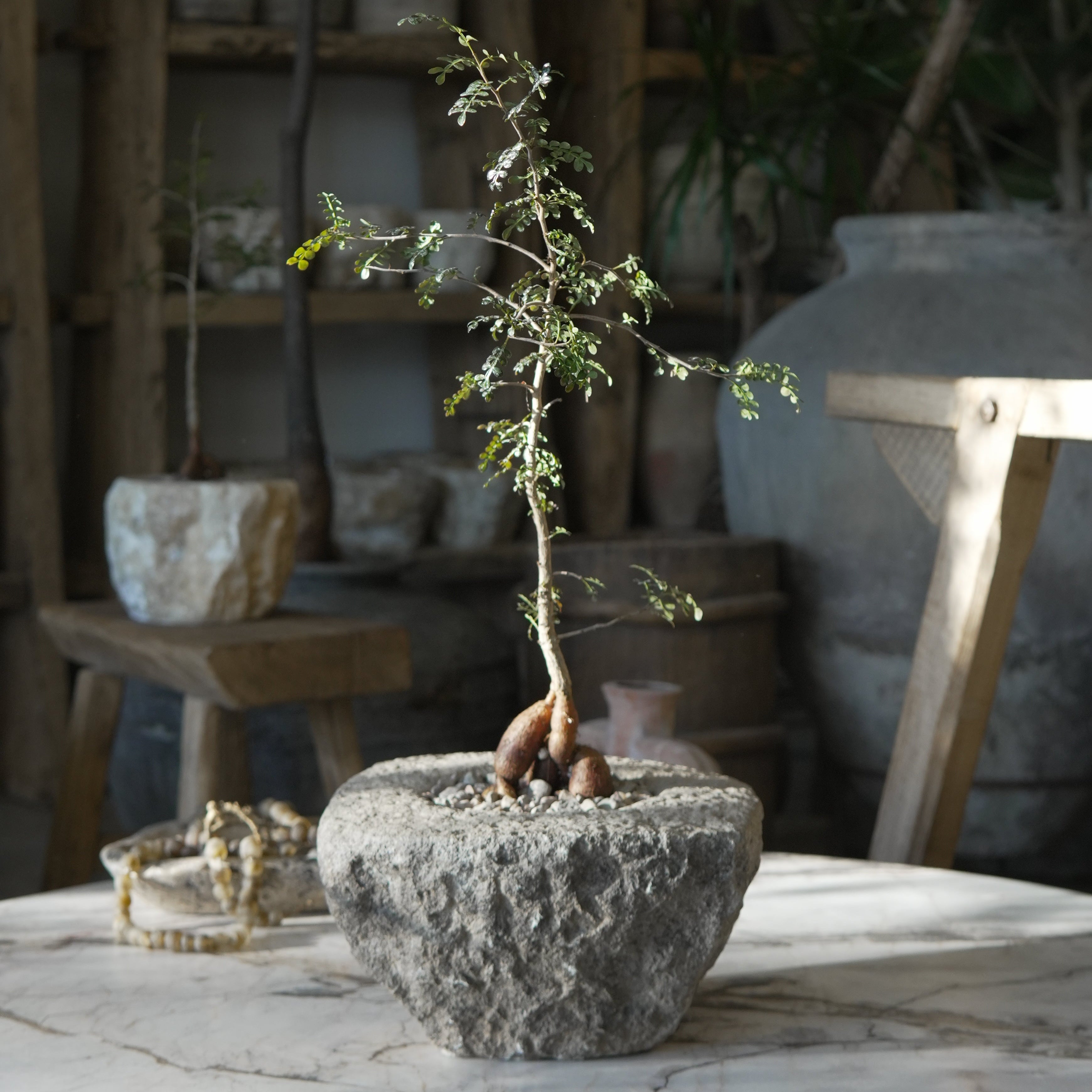 Small Plant Design - Trouvaille Imports