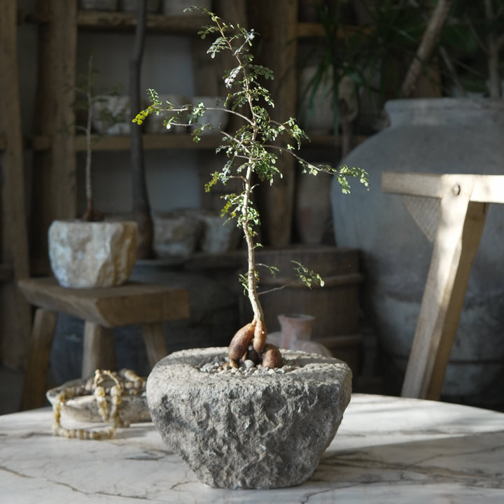 Small Plant Design - Trouvaille Imports