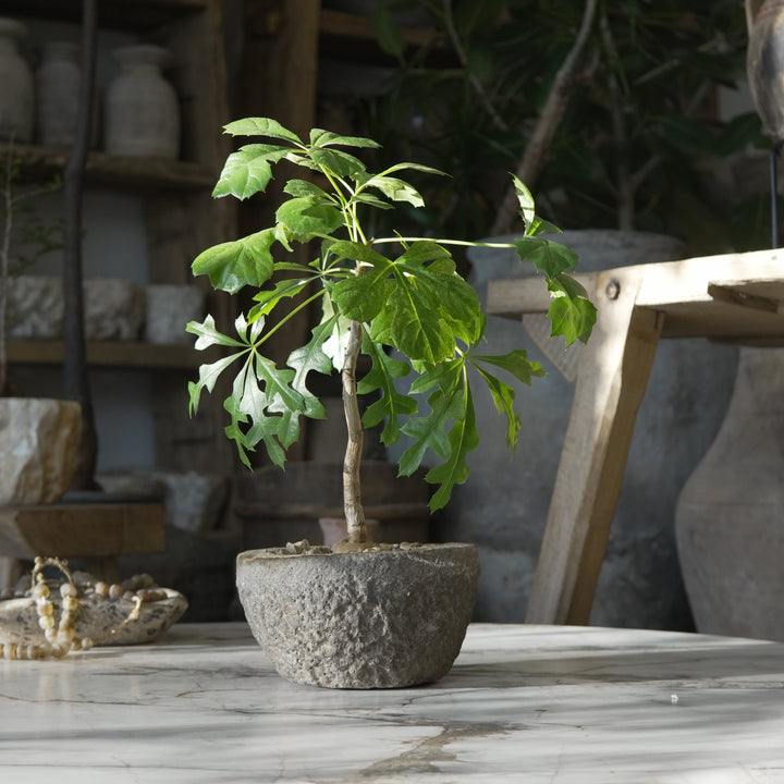Small Plant Design - Trouvaille Imports