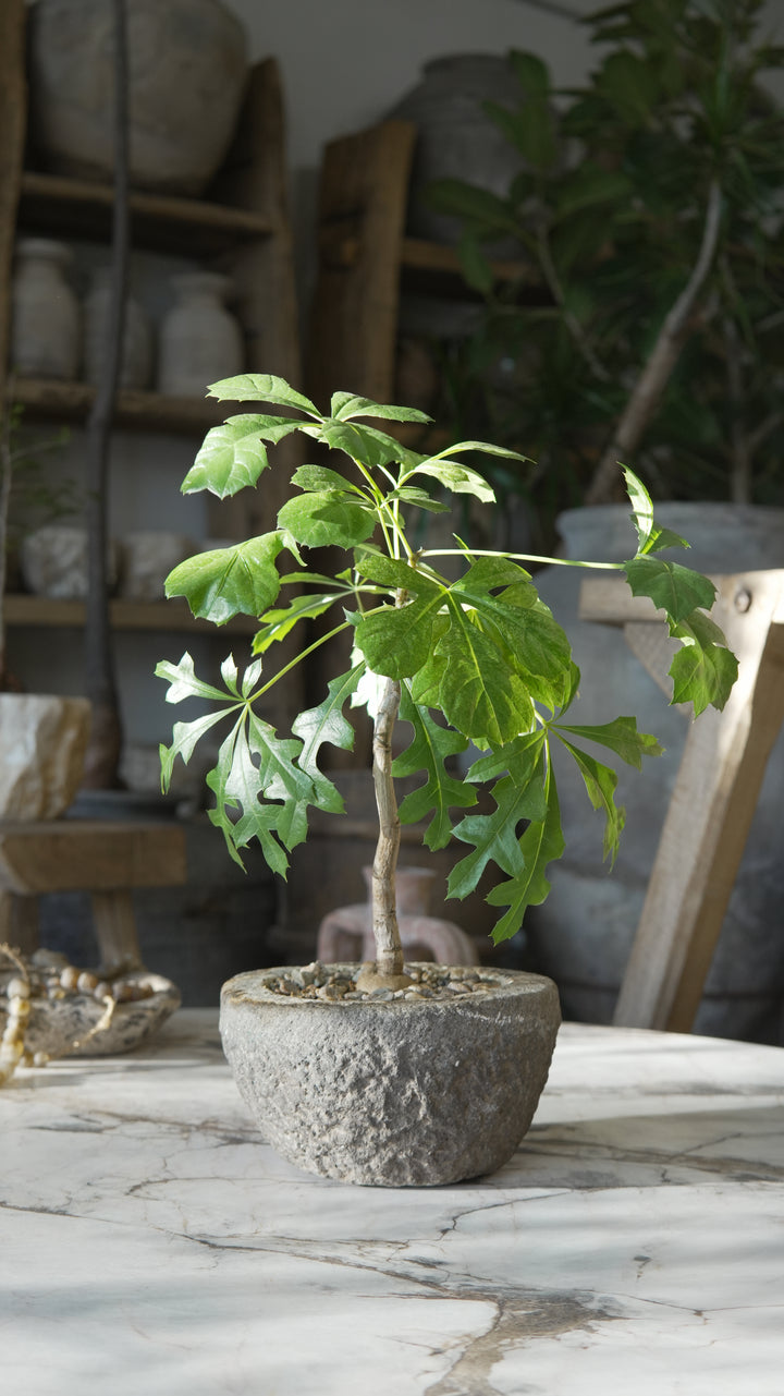Small Plant Design - Trouvaille Imports