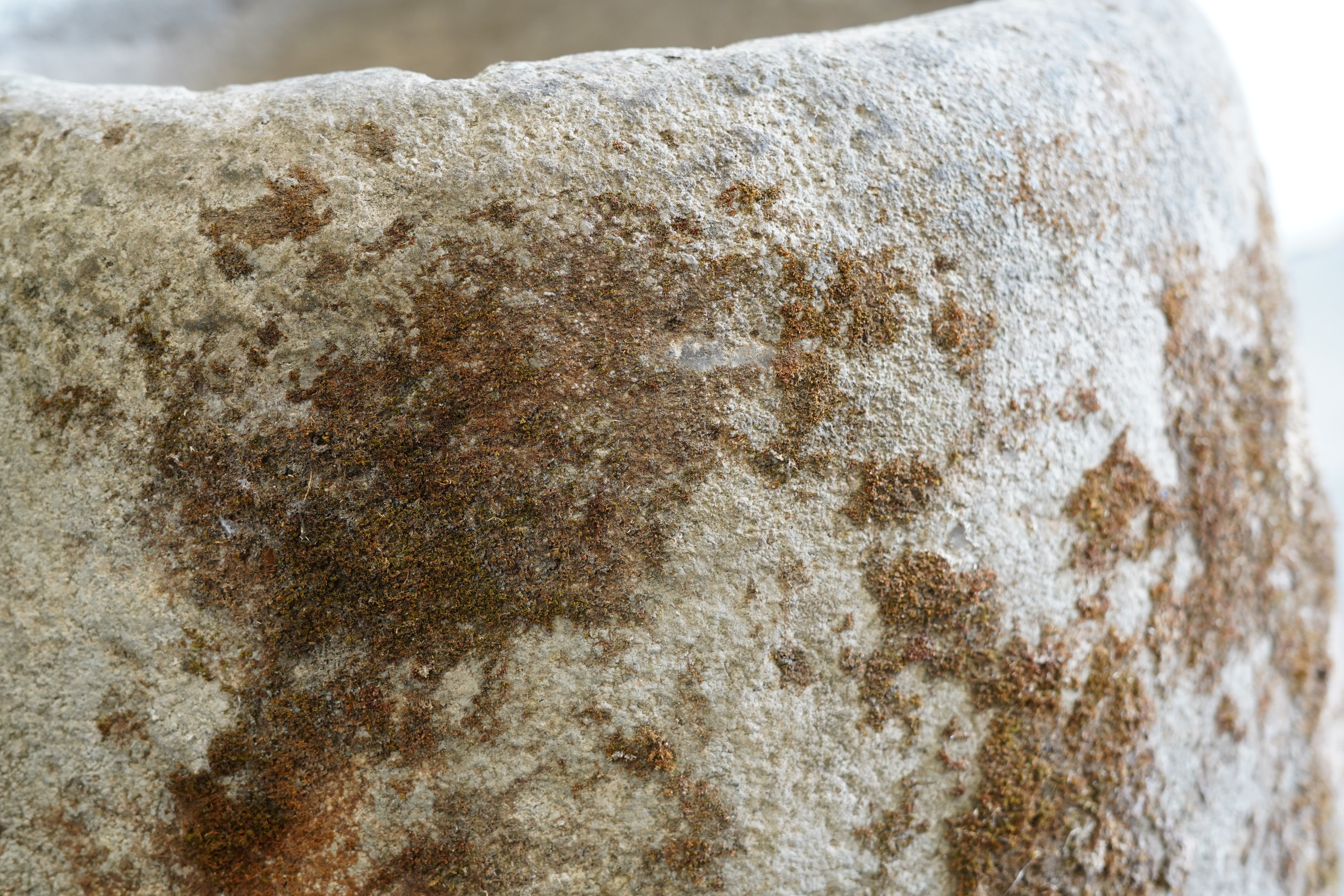 close up of mossing and natural character